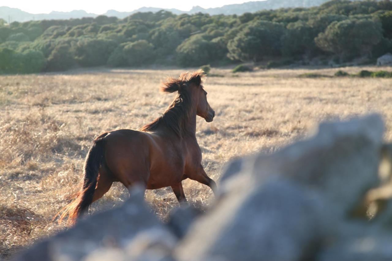A Loghja Di Cavallo Morto Bonifacio  Ngoại thất bức ảnh